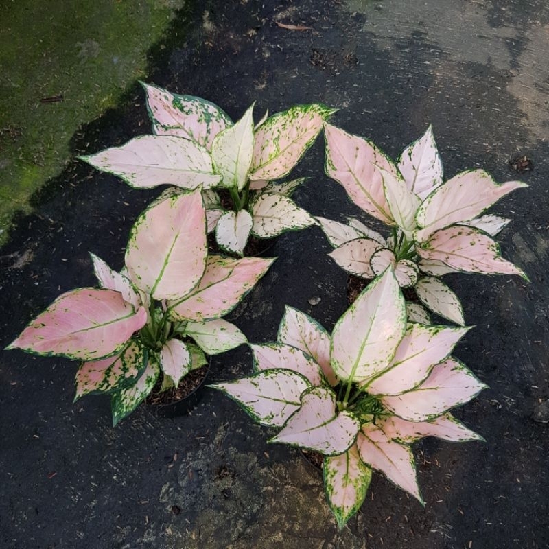 Aglaonema Pink Yulia