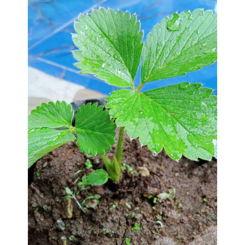 BIBIT STRAWBERRY CALIFORNIA MANIS