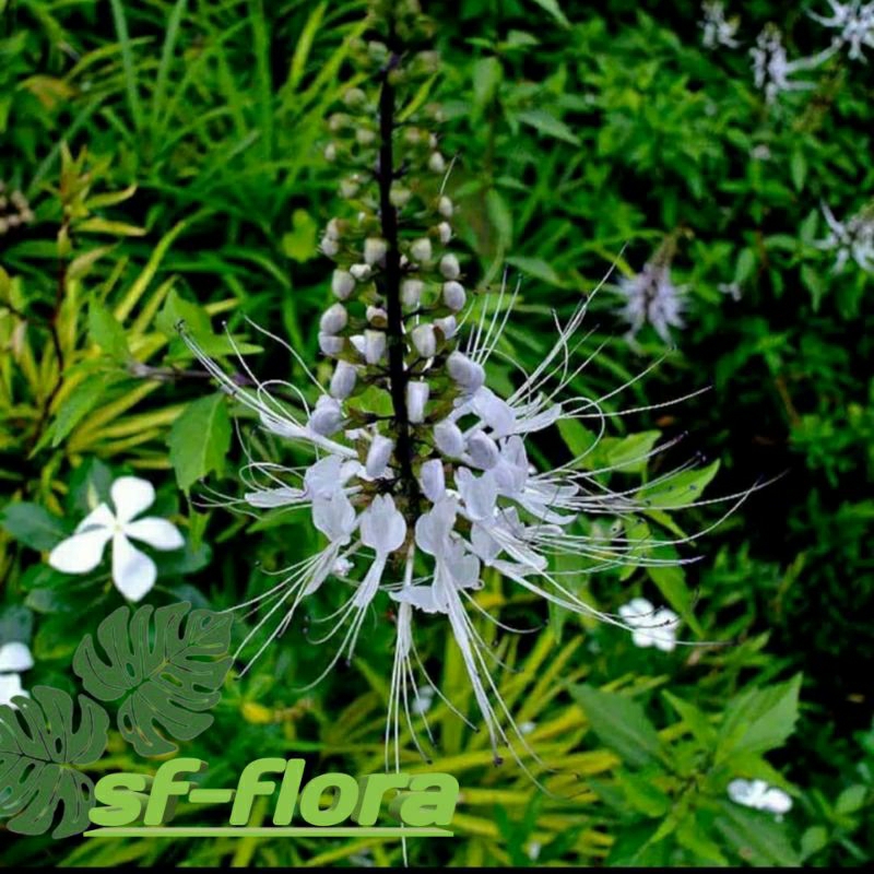 Tanaman Herbal kumis kucing-tanaman herbal kumis kucing