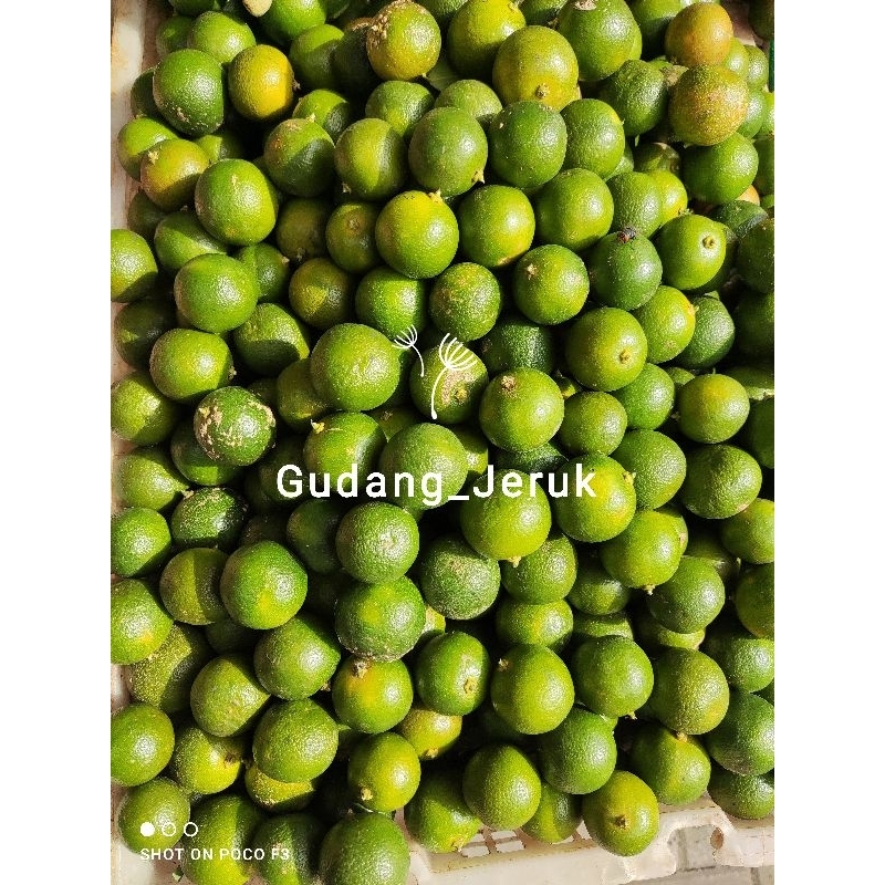 

jeruk kytna/ sonkit FRESH 1kg