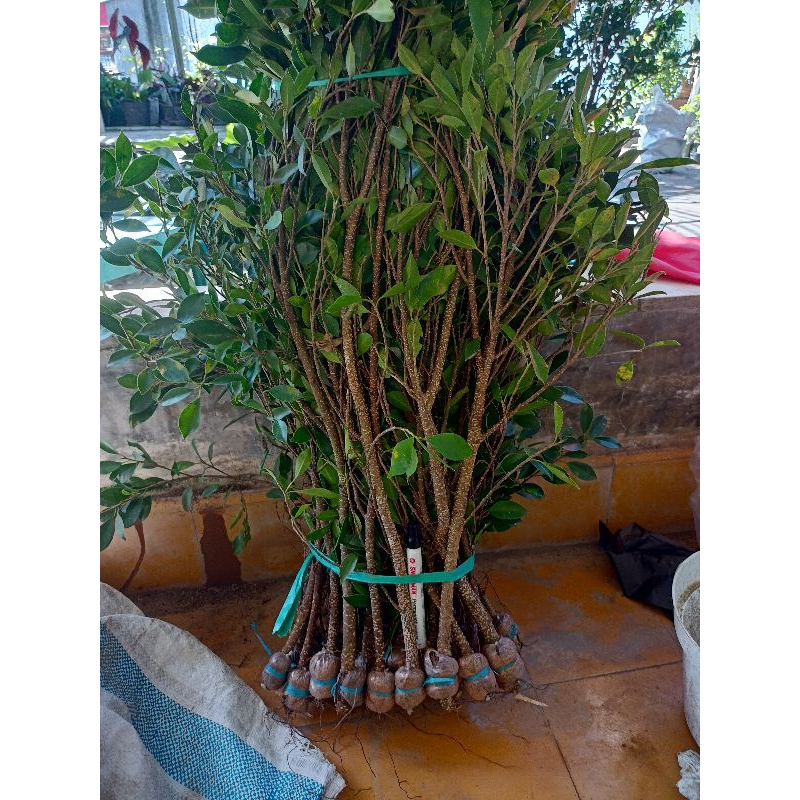 Bahan Gabungan Kimeng The Max 30cm Bibit Kimeng