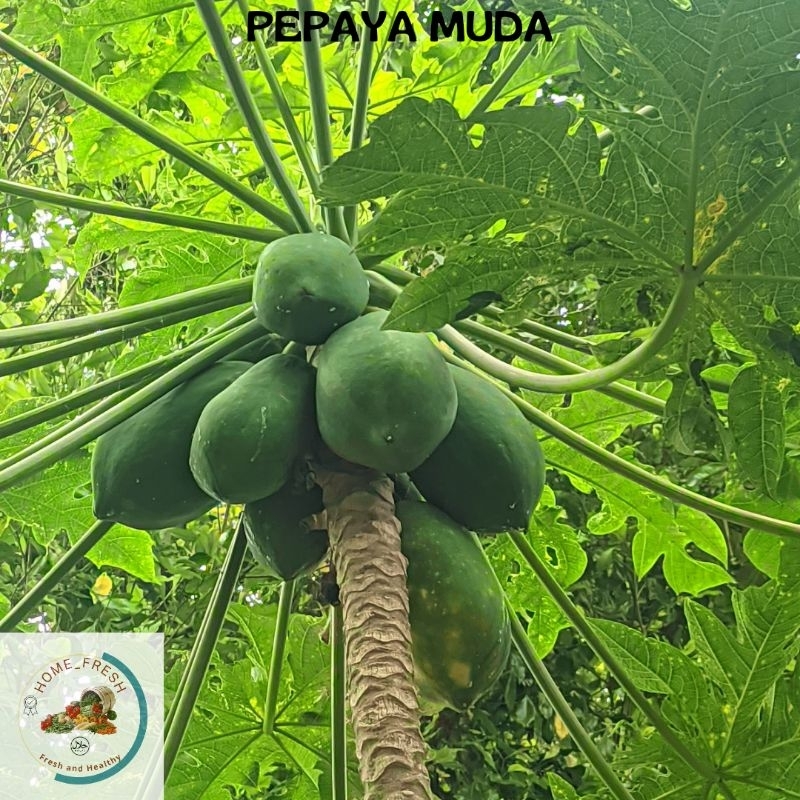 

Pepaya Muda Sayur Segar Satu Buah