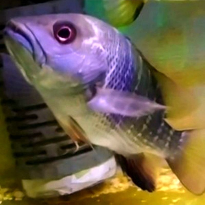 MJ Mangrove Jack 8cm