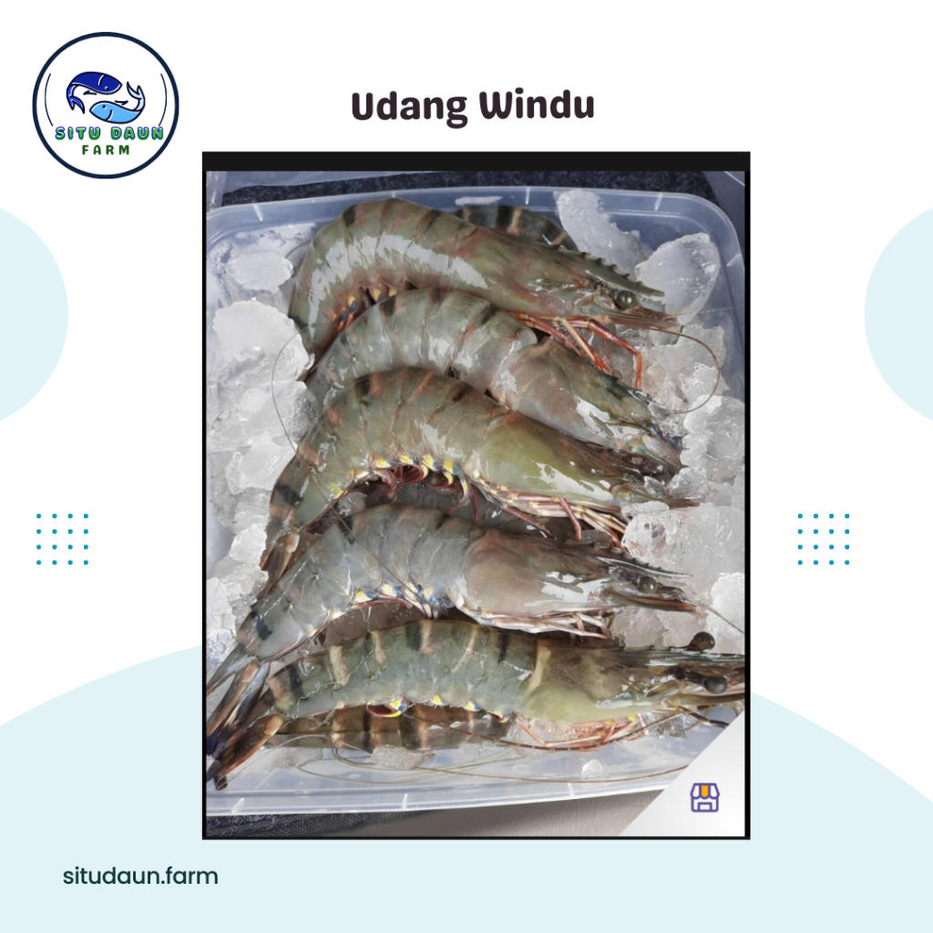 

Udang Windu / Tiger Murah 1 Kg