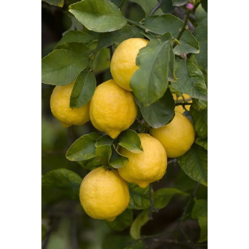 

Lemon California segar 1kg