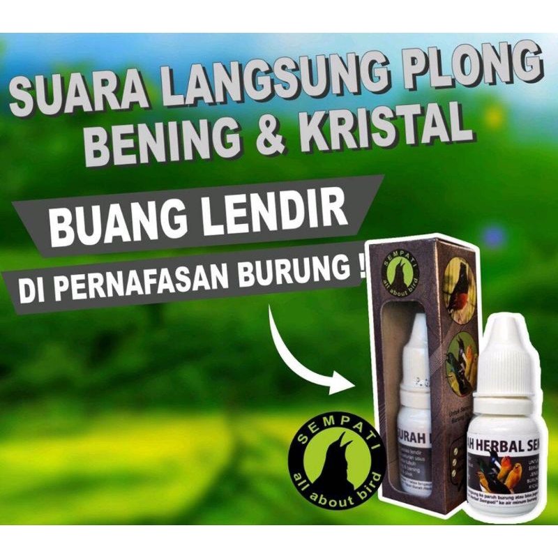 OBAT GURAH BURUNG SEMPATI MENGATASI BURUNG MURAI KACER KENARI TRUCUKAN LOVEBIRD SERAK NAFAS PENDEK
