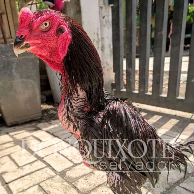 telur ayam oshamo jpn