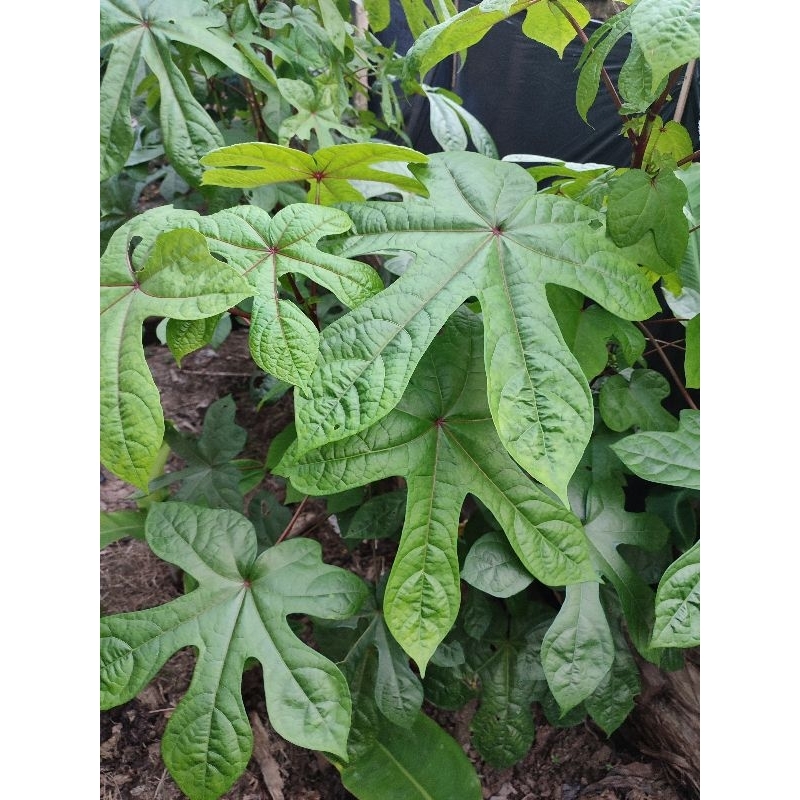 

Daun Gedi Segar Serat Merah (Daun Telo Papua Per Pics )