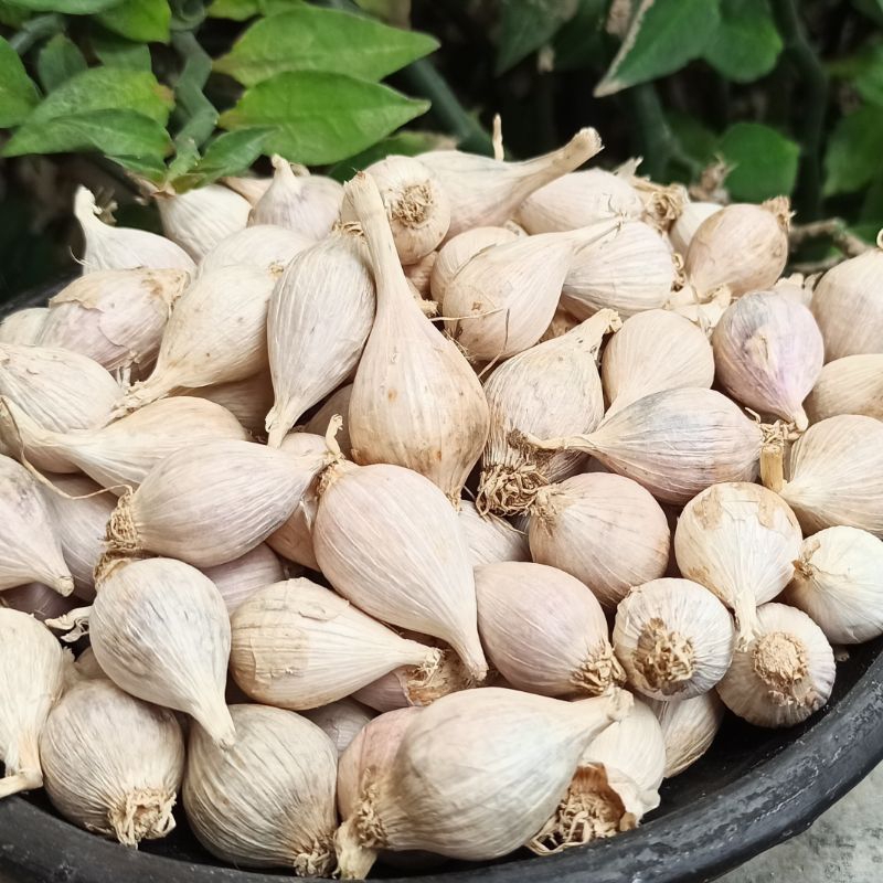 

BAWANG PUTIH LANANG / TUNGGAL LOKAL 500 GRAM (1/2 KILOGRAM) KUALITAS SUPER