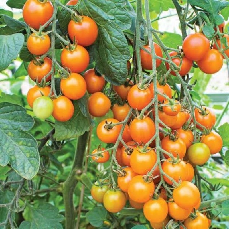 4biji -  Benih tomat cherry orange golden gem F1