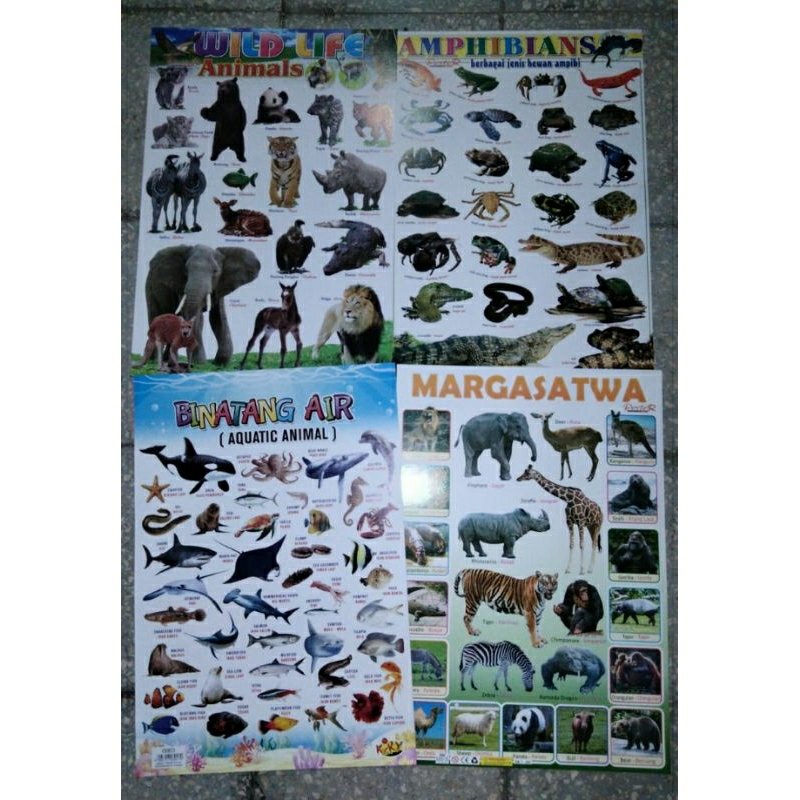 Poster gambar BINATANG/Hewan dan Buah- buahan dan sayuran