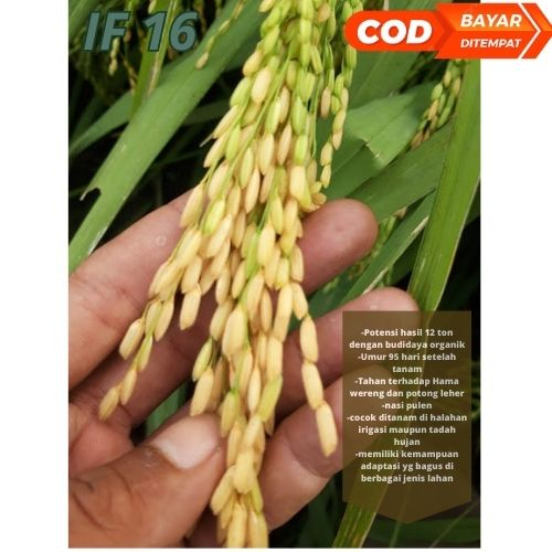 Benih Bibit Padi IF 16 / Bibit bobot 5kg