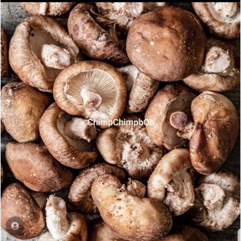 

JAMUR SHITAKE SEGAR 100 GRAM