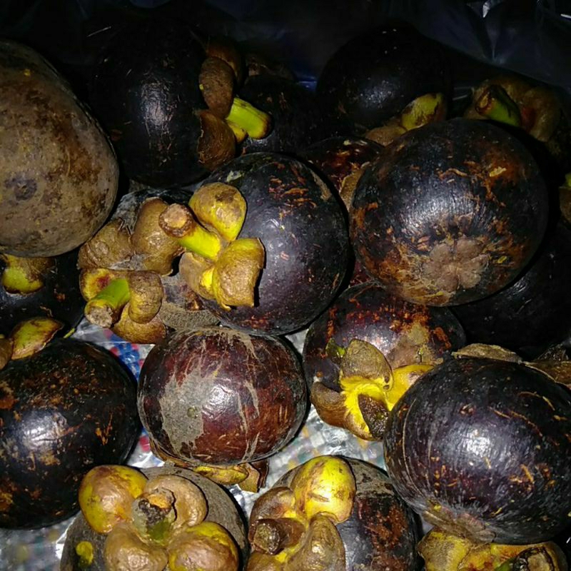 

Buah Manggis segar kilogram