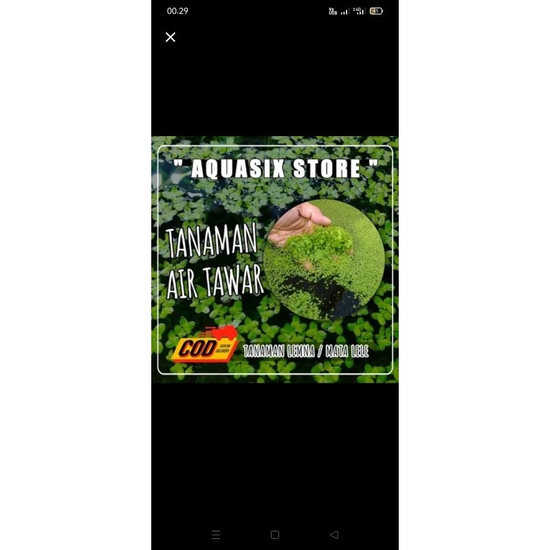 mata lele pakan ternak lele alternatif