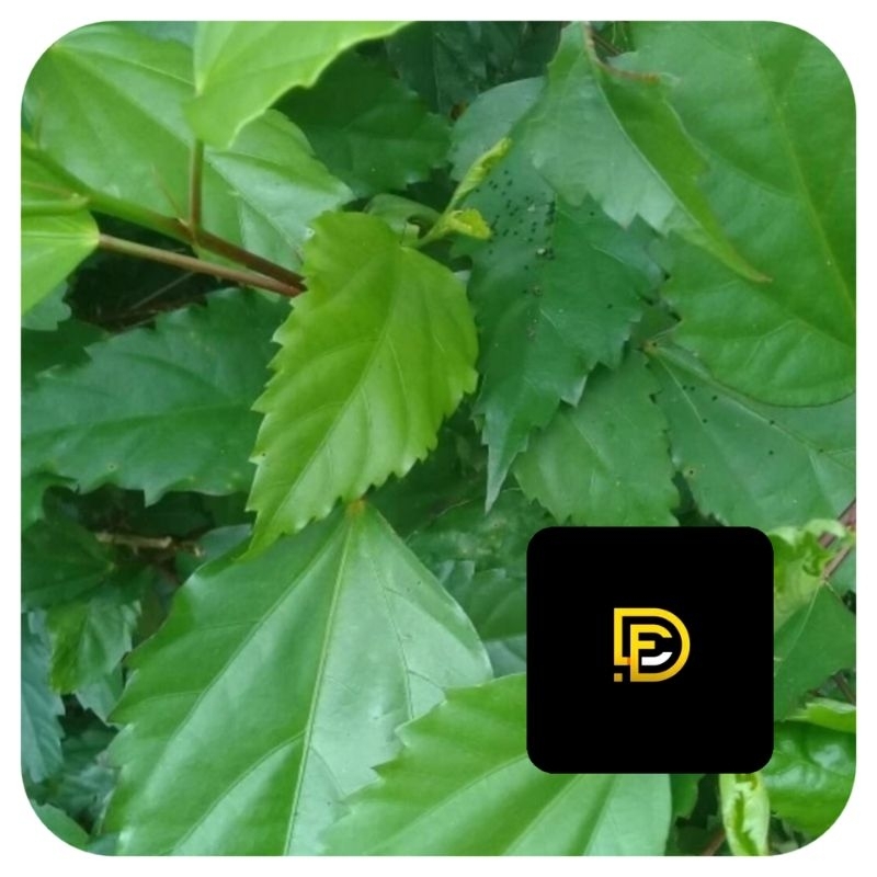 

Daun kembang sepatu daun bunga sepatu daun lentera segar-az