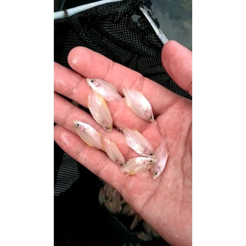 BIBIT GURAMI PADANG/ALBINO 15 EKOR+ GRATIS PELET