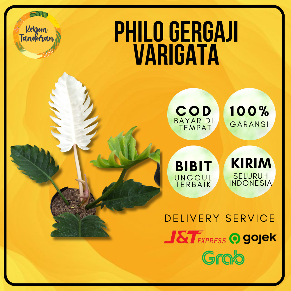 Bibit Tanaman Hias Philodendron Golden Saw Varigata / Philo Gergaji / Philo Ring Of Fire