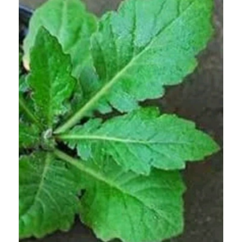 

DAUN DEWA/ SAMSIT HERBAL SEGAR 100%