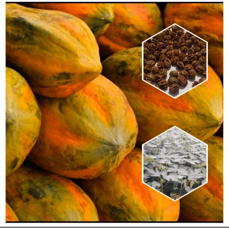 BIJI-BENIH BIBIT TANAMAN BUAH PEPAYA BANGKOK(THAILAND)PEPAYA JUMBO/BUAH BUAHAN