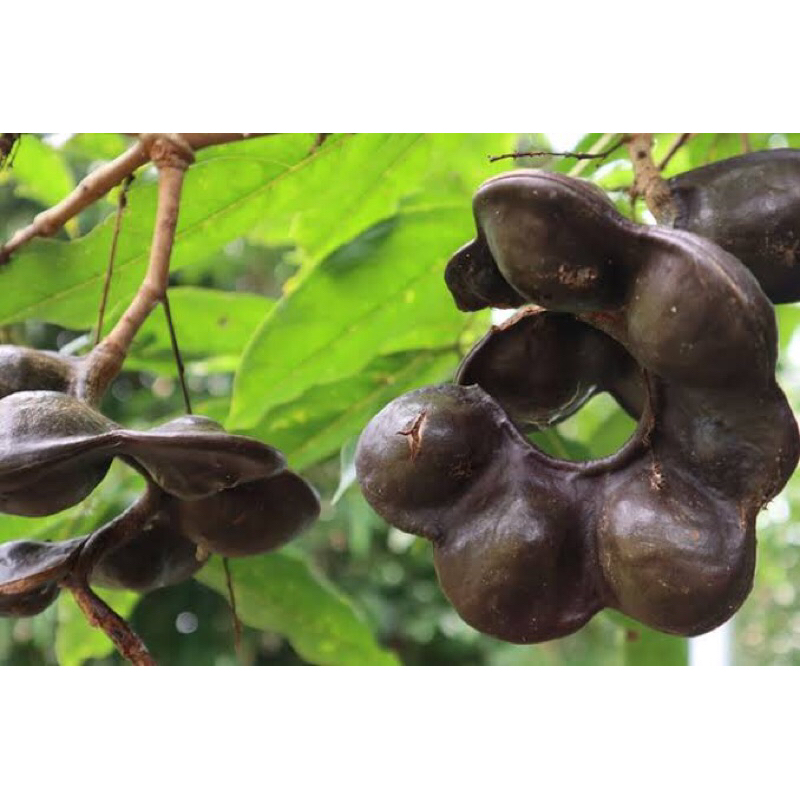 

[KARIMHASYA] JENGKOL MUDA TUA GURIH FRESH DARI POHON 1KG / 1000GRAM
