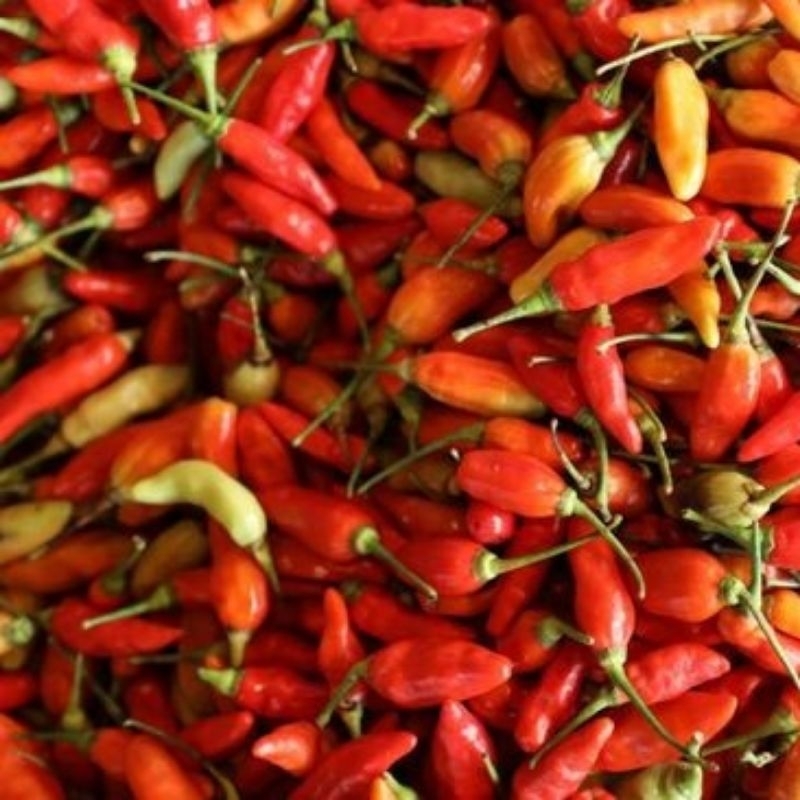 

Cabai rawit merah