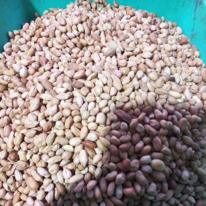 

kacang tanah OB