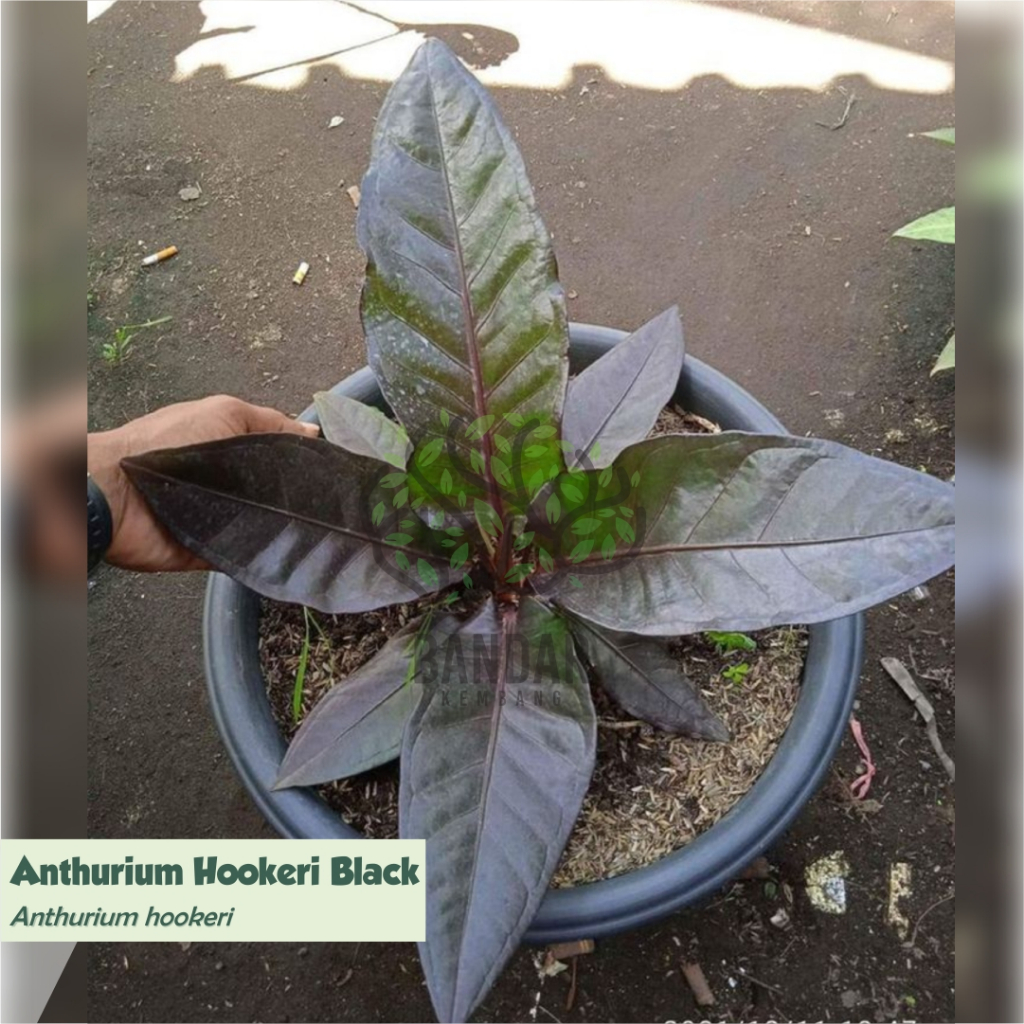 Anthurium Hookeri Black Tanaman Hias Esthetik