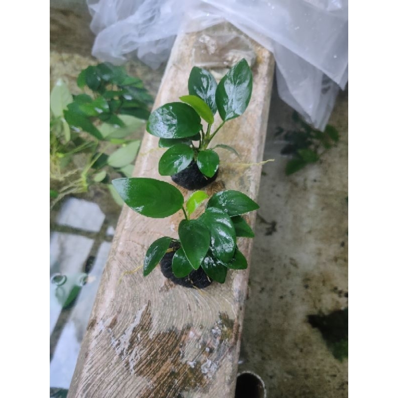 anubias Nana media wabikusa