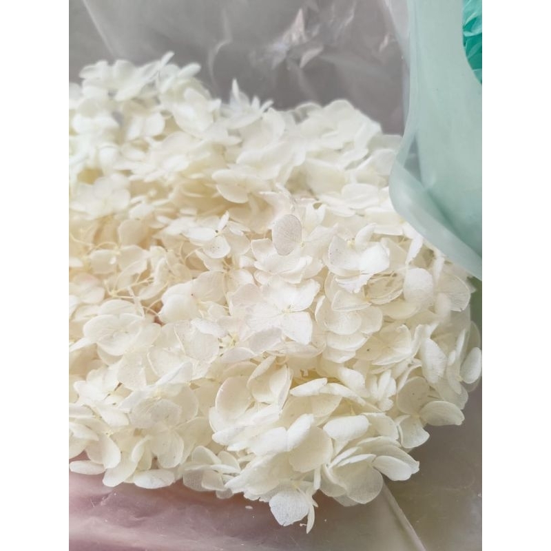 [2 gr pack] Hydrangea preserved Bunga kering hydrangea