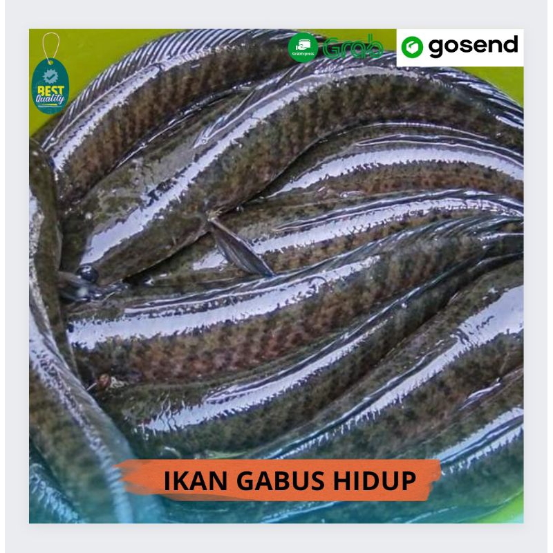 

Ikan Gabus Hidup - 1000gr