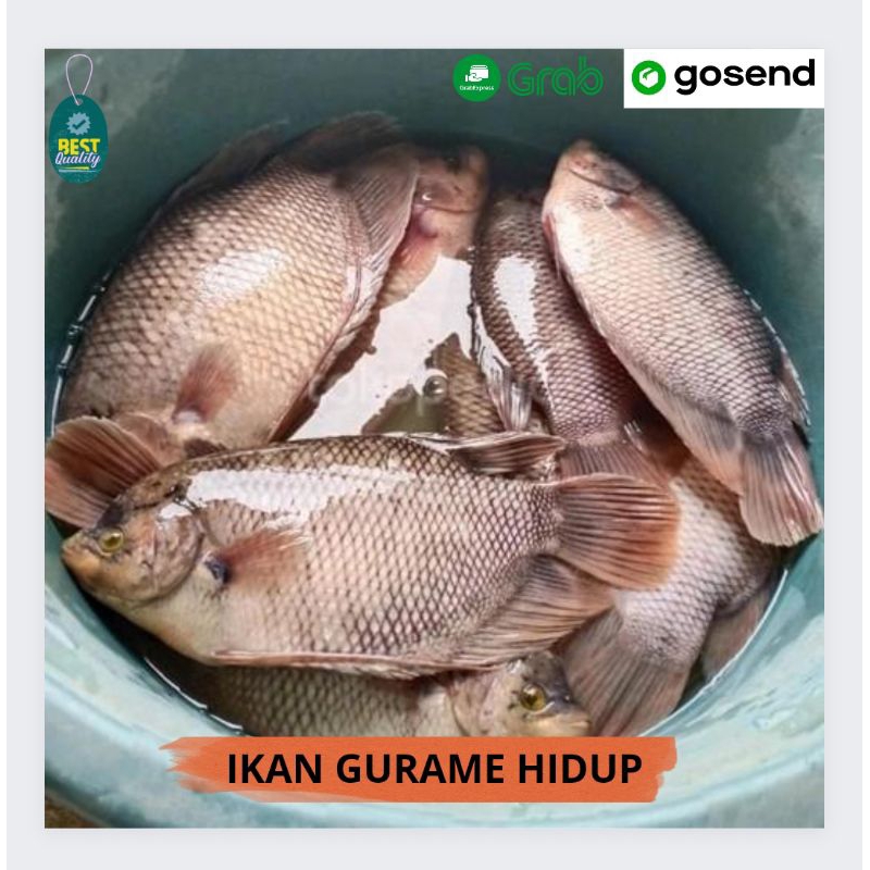 

Ikan Gurame Hidup - 1000gr