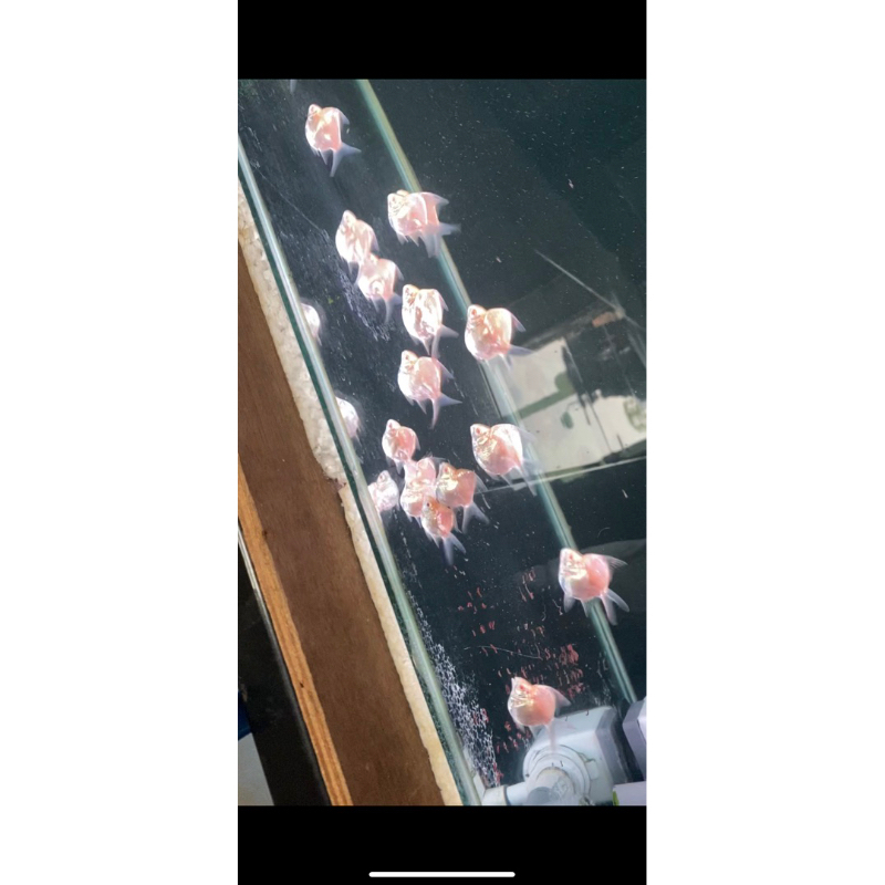 Kaviat sb king super 4-5cm