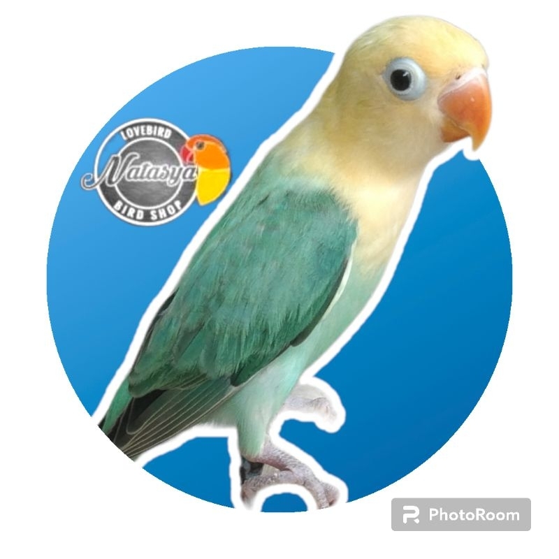 LOVEBIRD BIOLA PB
