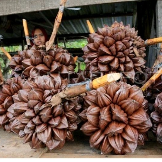 

COD BUWAH NIPAH BLM KUPAS 1000 GRM