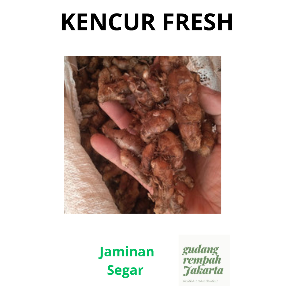 

KENCUR SEGAR DAGING PUTIH 1 KG FRESH PREMIUM