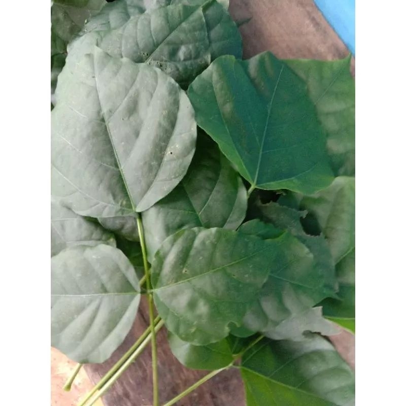 

Daun Dadap segar 500 gram