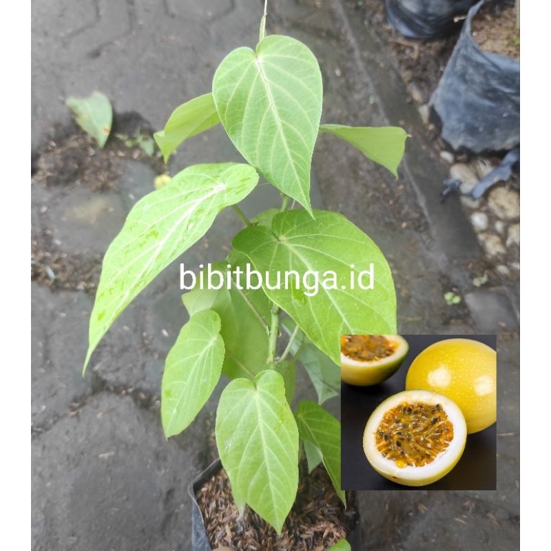 Bibit buah Markisa Konyal Manis/bibit Erbis manis Konyal