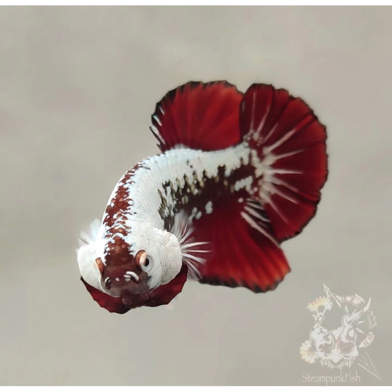 Cupang red samurai metalic kontes