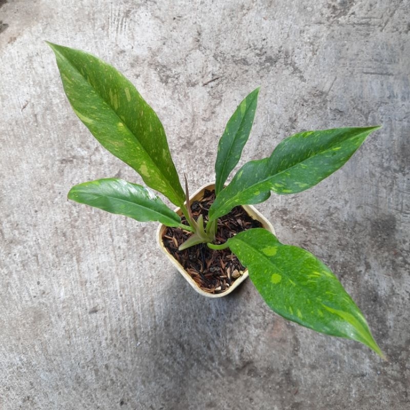 Philodendron Ring of Fire