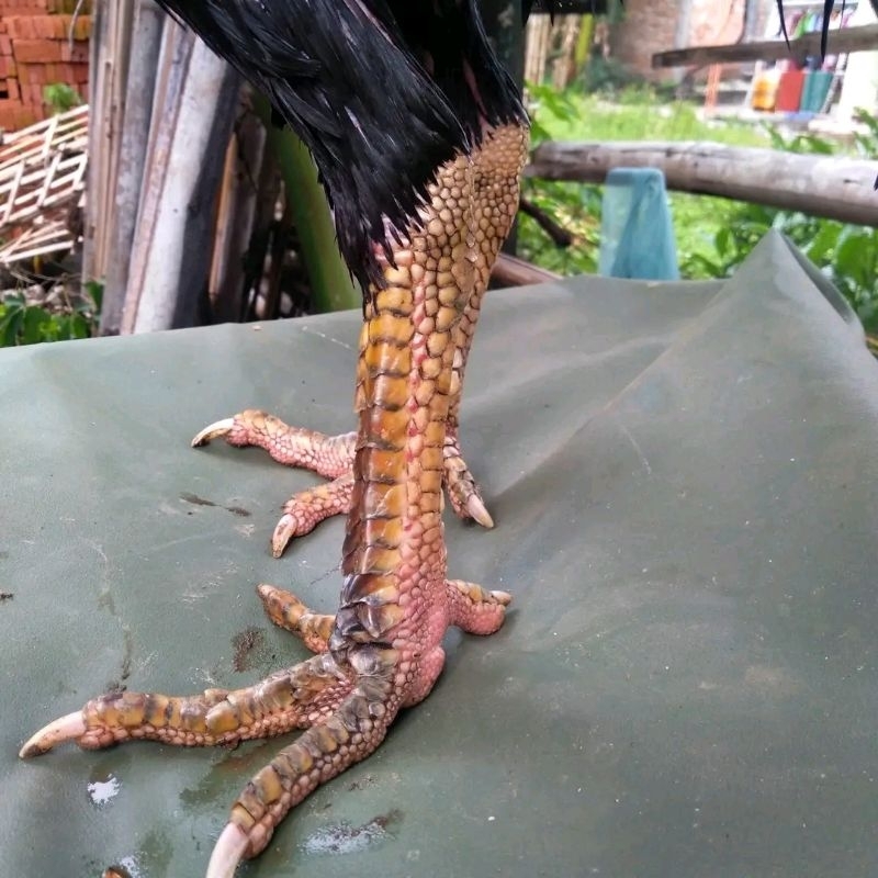 telur tetas ayam pakhoy super