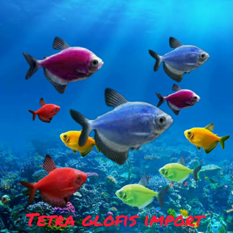

Hiasan Aquarium Warna Warni Paket isi 10 Murah Meriah