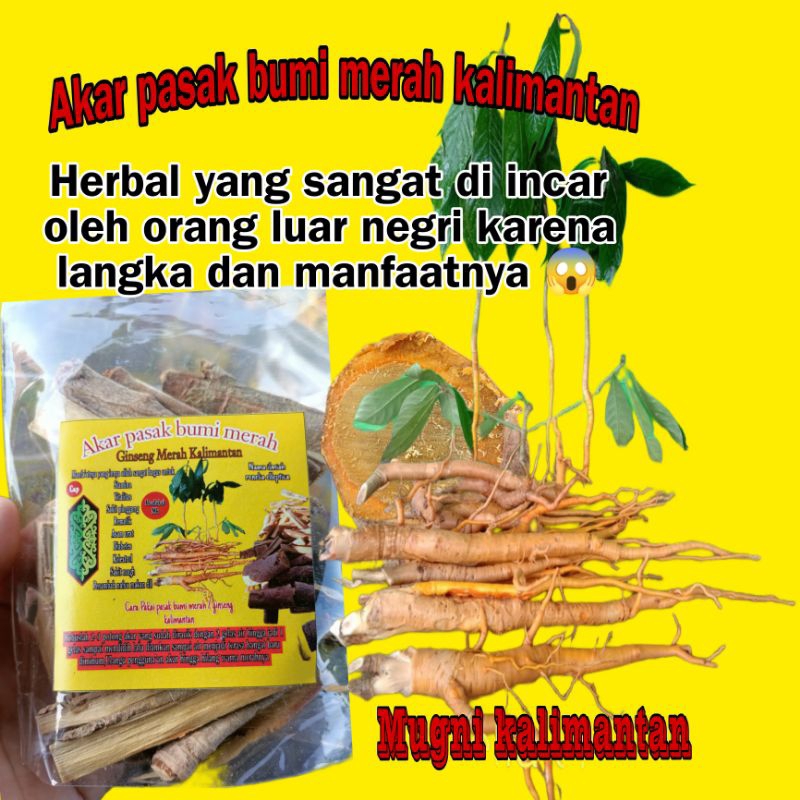 Mugnikalimantan Akar pasak bumi merah ginseng kalimantan obat herbal suku dayak durasi kuat tahan la