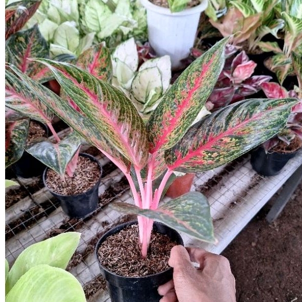 Aglonema hot lady dewasa