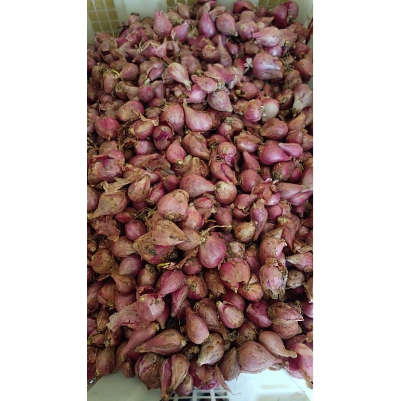 

Bawang Merah Super 500gr - 1Kg