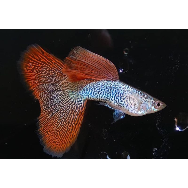 Guppy Red Lace Hiasan Aquarium