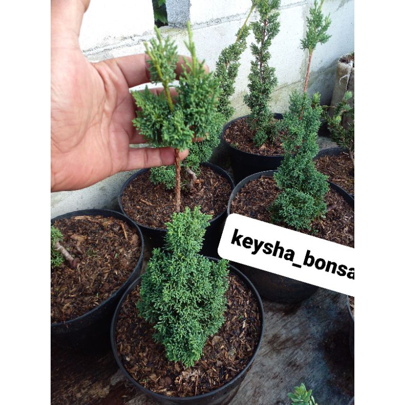 cemara pingpong/kishu ukuran sedang