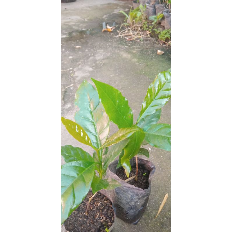 Bibit kopi Ateng super pucuk merah