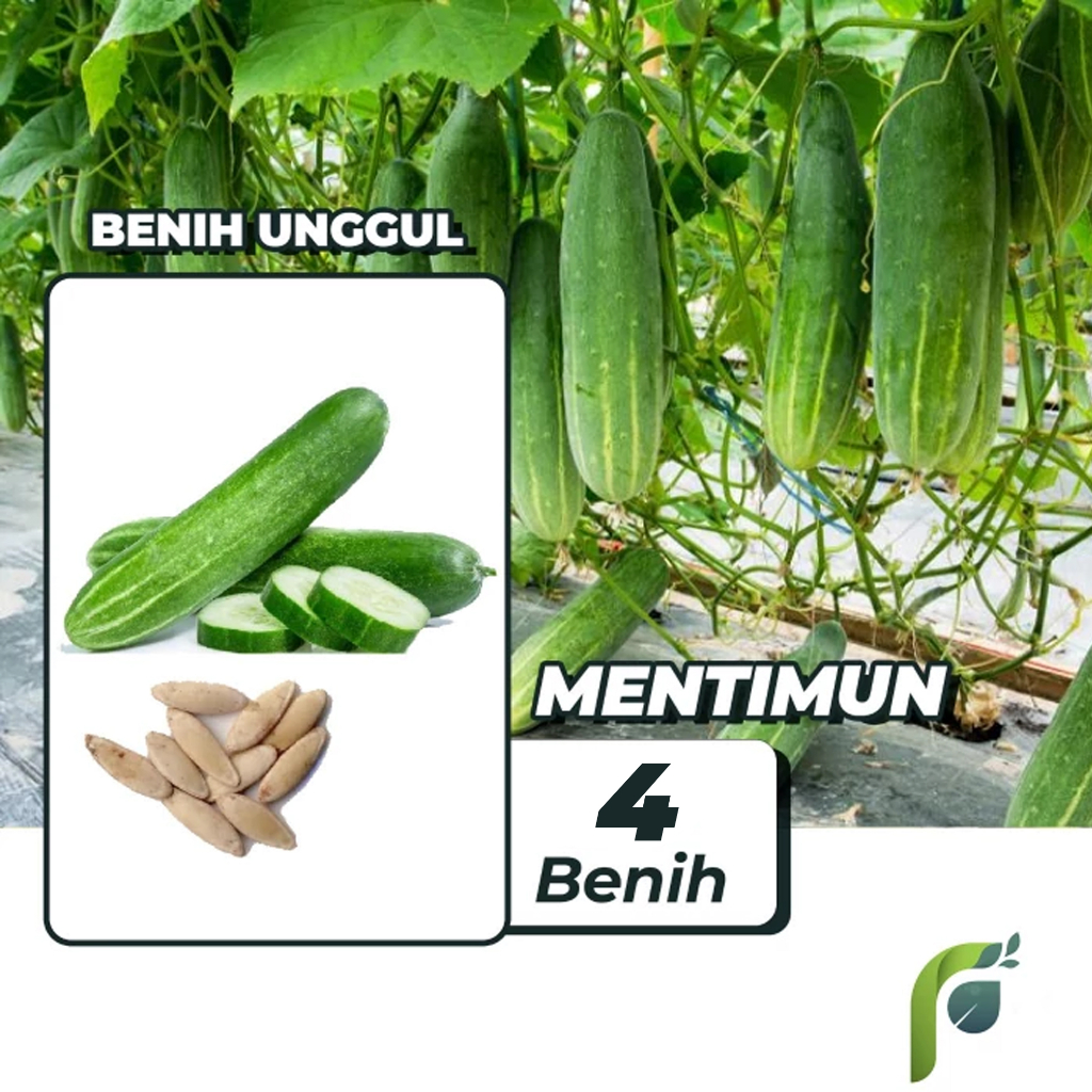 Benih Bibit Timun Mentimun 4 Benih Seribuan PG KDR