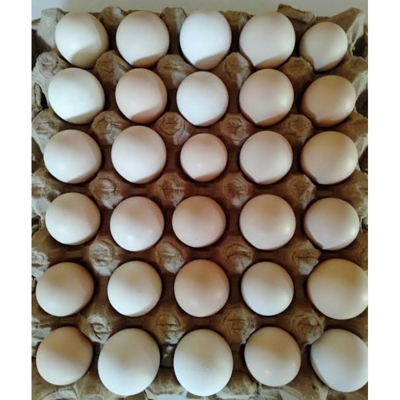 Telur Fertil Ayam Kampung elba ras